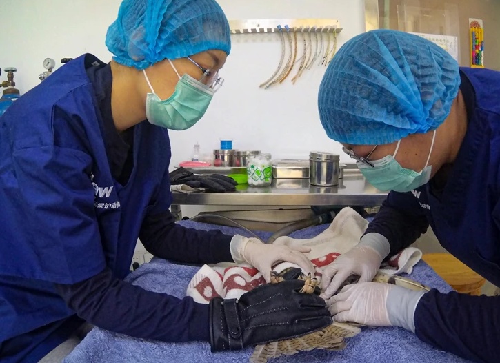 Профессия «Ветеринарный фельдшер»: кто это, чем занимается и где учиться?